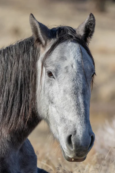 ユタ州の冬の美しい野生の馬の肖像画 — ストック写真