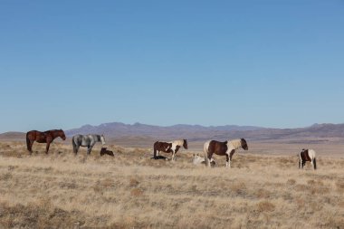 Utah Çölü'nde kışın Vahşi atlar sürüsü
