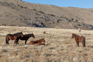 Utah Çölü'nde kışın Vahşi atlar sürüsü