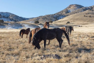 Utah Çölü'nde kışın Vahşi atlar sürüsü