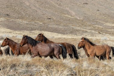 Utah Çölü'nde kışın Vahşi atlar sürüsü