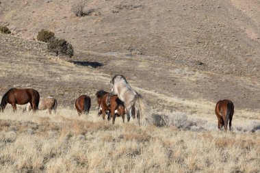 Utah Çölü'nde kışın Vahşi atlar sürüsü