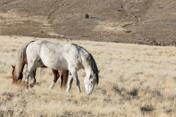 Troupeau Chevaux Sauvages Hiver Dans Désert Utah — Photo