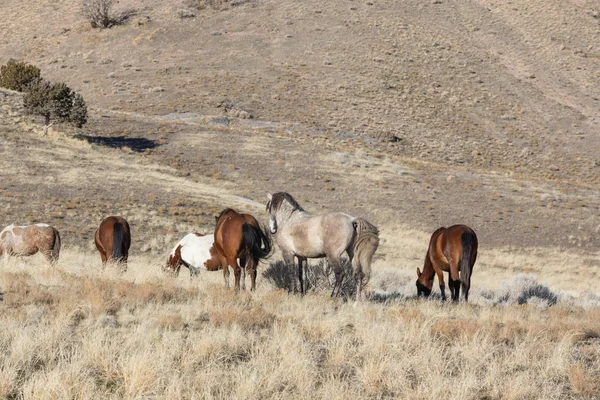 Herd Wild Horses Winter Utah Desert — Stock Photo, Image