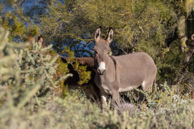 sevimli vahşi hazzetmeyen Arizona çölde inspring