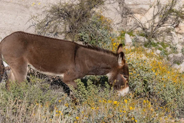 Lindo Burro Salvaje Desierto Arizona Inspirando — Foto de Stock