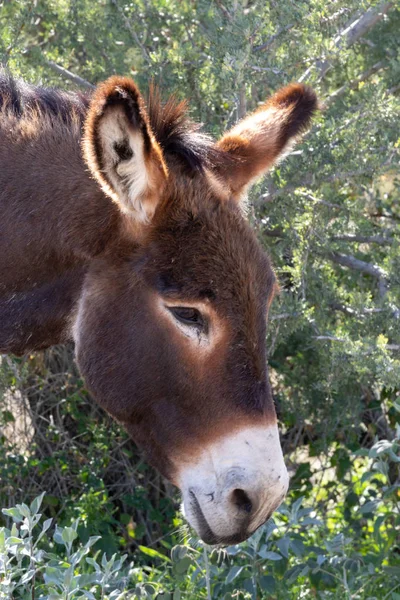 Burro Sauvage Mignon Dans Désert Arizona Inspring — Photo