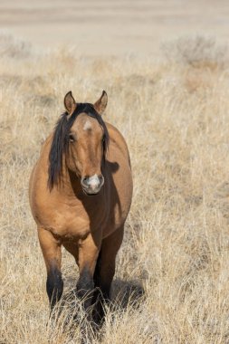 Kışın Utah çölde vahşi güzel bir at