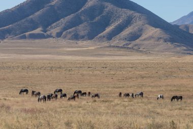 Utah çölünde vahşi atlar