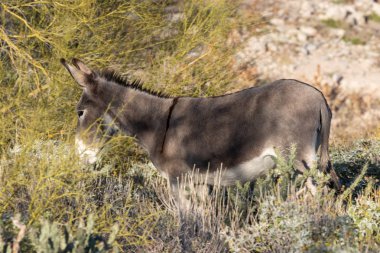 Arizona Çölü'nde ilkbaharda sevimli vahşi eşek
