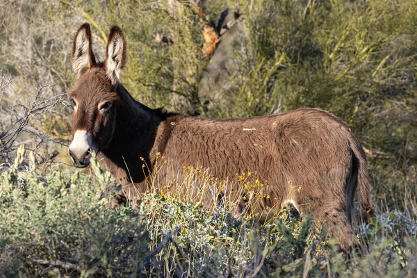 Ładny Burro Dziki Wiosnę Pustyni Arizonie — Zdjęcie stockowe