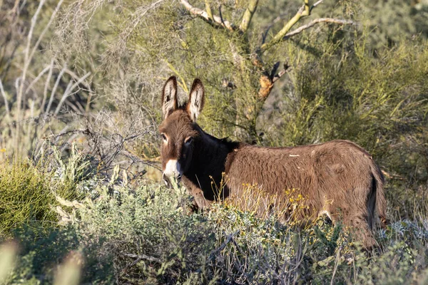 Roztomilý Divoké Oslík Jaře Arizonské Poušti — Stock fotografie