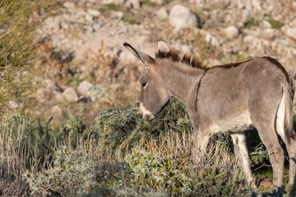 Burro Selvagem Bonito Primavera Deserto Arizona — Fotografia de Stock