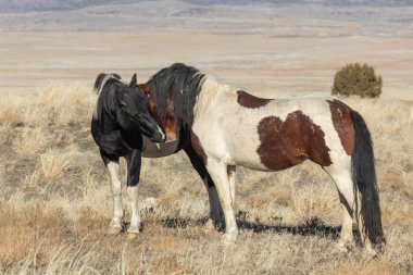 Kışın Utah çölde Vahşi atlar