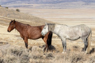 Kışın Utah çölde Vahşi atlar