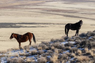 Kışın Utah çölde Vahşi atlar