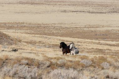 Kışın Utah çölde Vahşi atlar