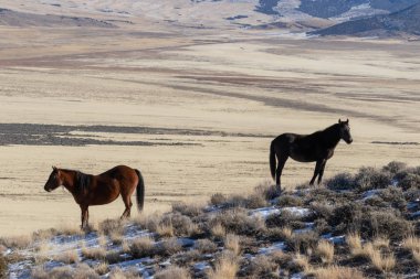 Kışın Utah çölde Vahşi atlar
