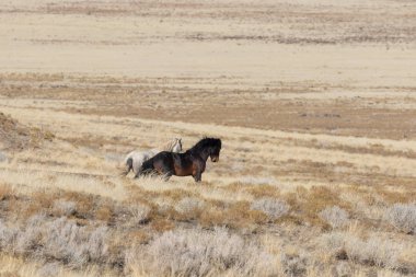 Kışın Utah çölde Vahşi atlar