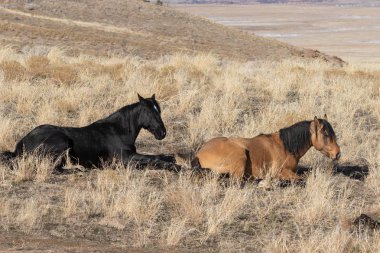 Kışın Utah çölde Vahşi atlar