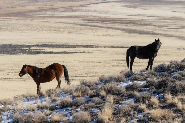Kışın Utah çölde Vahşi atlar
