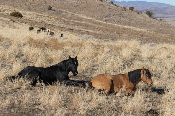 Caballos Salvajes Desierto Utah Invierno —  Fotos de Stock