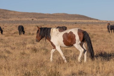 Utah çölünde güzel vahşi bir at.
