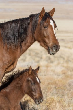 vahşi at kısrak ve kışın Utah çölde tayı