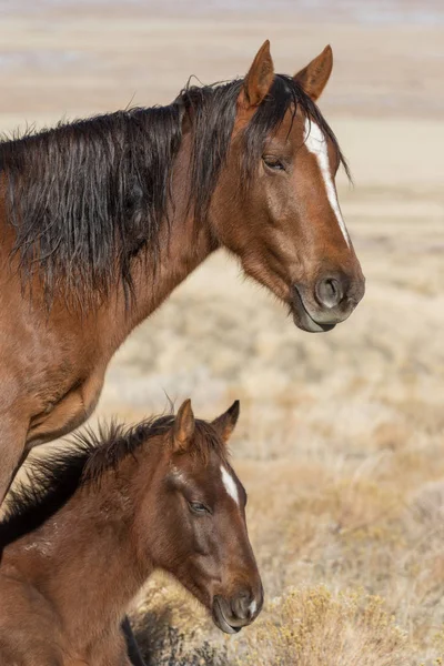 vahşi at kısrak ve kışın Utah çölde tayı