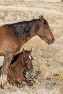 vahşi at kısrak ve kışın Utah çölde tayı