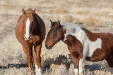 vahşi at kısrak ve kışın Utah çölde tayı