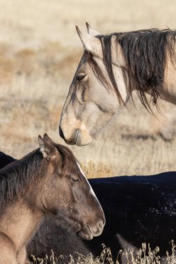 vahşi at kısrak ve kışın Utah çölde tayı