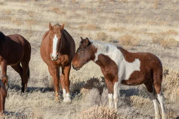 Dziki Koń Klaczy Źrebiąt Pustyni Utah Zimie — Zdjęcie stockowe