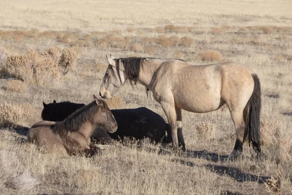 Dziki Koń Klaczy Źrebiąt Pustyni Utah Zimie — Zdjęcie stockowe