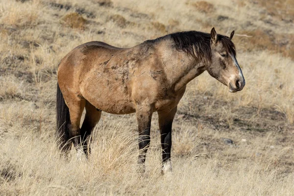 Majestoso Cavalo Selvagem Deserto Utah Inverno — Fotografia de Stock