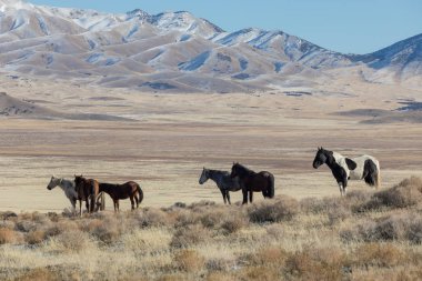 Kışın Utah çölde vahşi atlar sürüsü