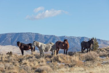 Kışın Utah çölde vahşi atlar sürüsü