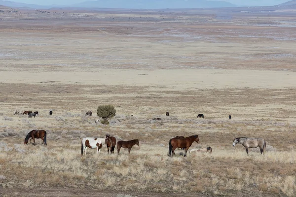 Eine Herde Wildpferde Winter Der Wüste Utah — Stockfoto