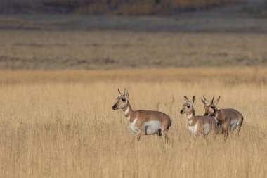 sonbaharda Wyoming pronghorn antilop sürüsü
