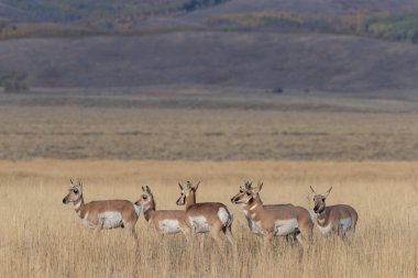 sonbaharda Wyoming pronghorn antilop sürüsü
