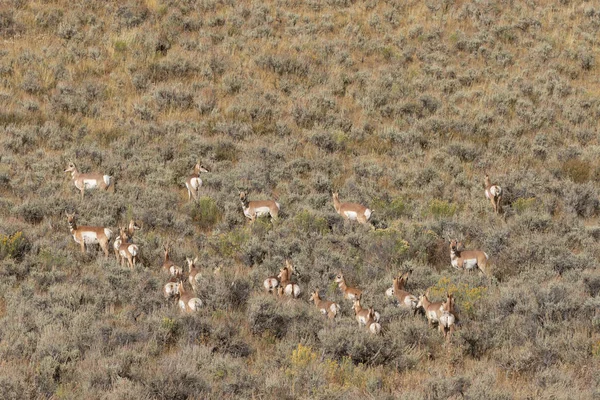 Sonbaharda Wyoming Pronghorn Antilop Sürüsü — Stok fotoğraf