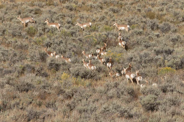Una Mandria Antilopi Pronghorn Wyoming Autunno — Foto Stock