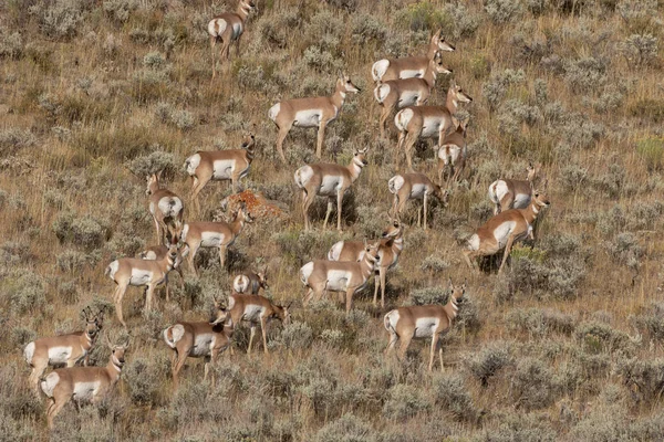 Een Kudde Gaffelbok Antelope Wyoming Herfst — Stockfoto