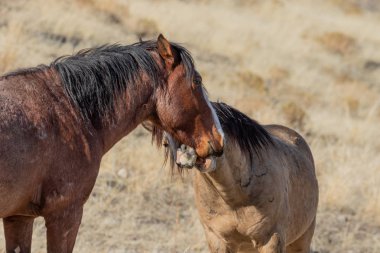 Kışın Utah çölde Vahşi atlar