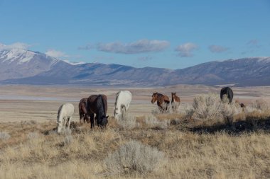 Kışın Utah çölde Vahşi atlar