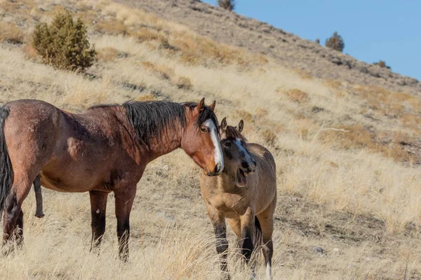 Wild Horses Int Utah Desert Winter — Stock Photo, Image
