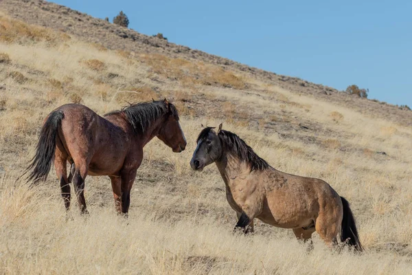 冬にユタ州の砂漠の野生の馬 — ストック写真