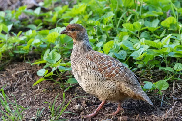 Grijze Frankolijnen Het Eiland Maui Hawaï — Stockfoto