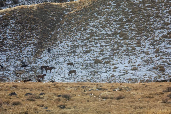 Стадо Диких Лошадей Пустыне Юта Зимой — стоковое фото