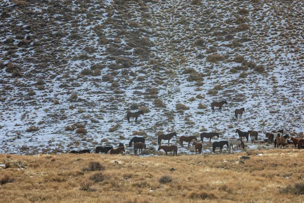 Una Manada Caballos Salvajes Desierto Utah Invierno —  Fotos de Stock